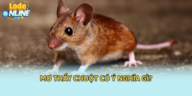 Mơ thấy chuột có ý nghĩa gì? 