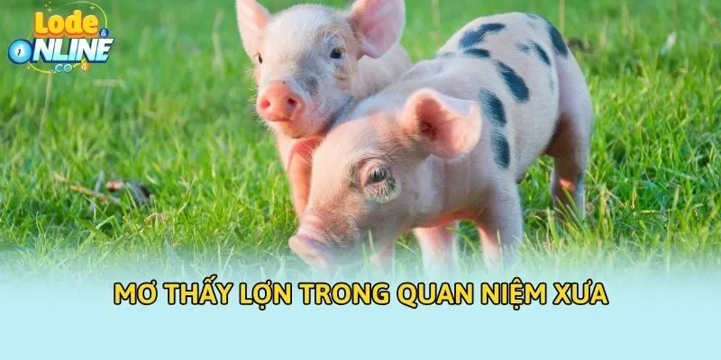 Mơ thấy lợn trong quan niệm xưa